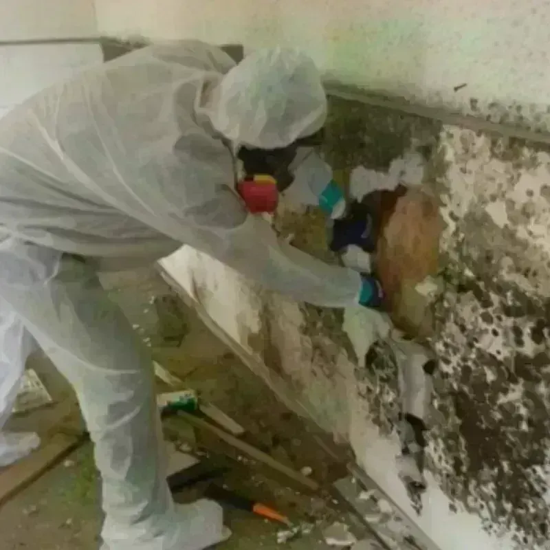 Mold Remediation and Removal in Johnson City, TN